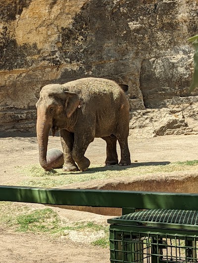 San Antonio Zoo photo 4