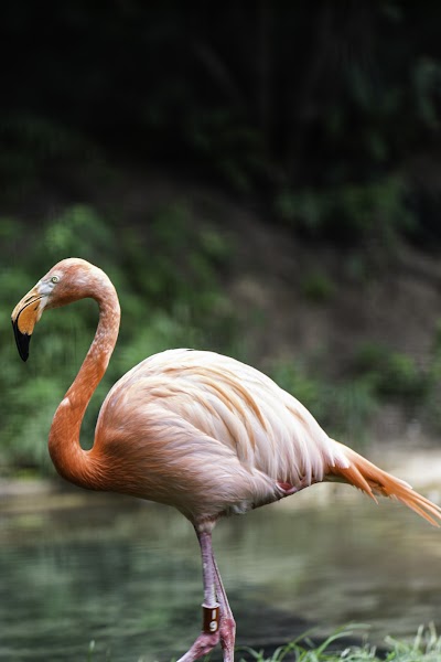 Columbus Zoo and Aquarium photo 4