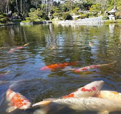 Japanese Friendship Garden photo 5