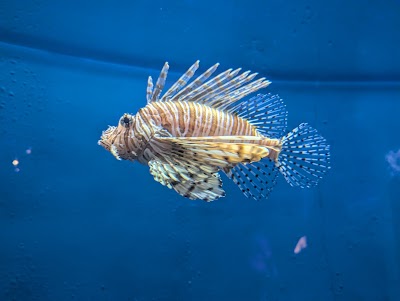 South Carolina Aquarium photo 4