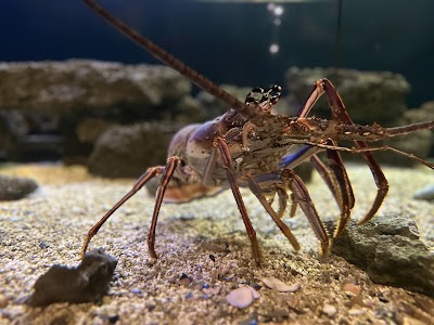 South Carolina Aquarium photo 5