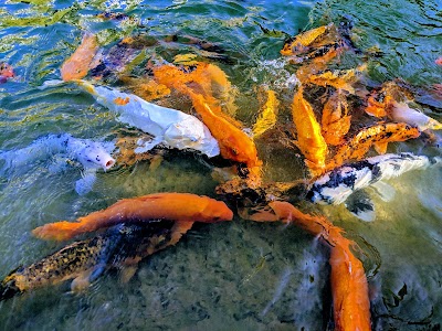 Margaret T. Hance Park photo 4