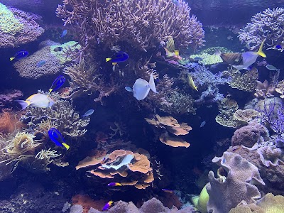 Downtown Aquarium photo 5