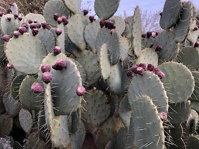 Springs Preserve photo 5