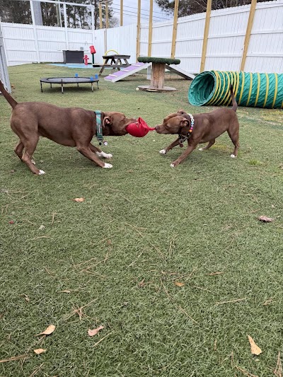 The Pet Mahal photo 3