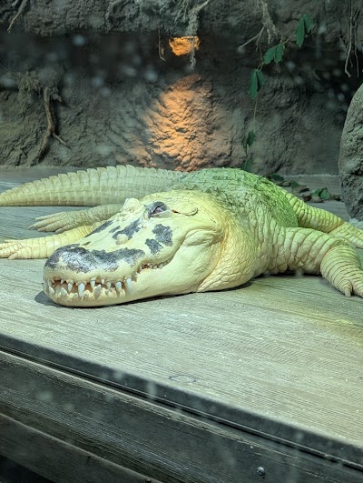 Audubon Aquarium photo 5