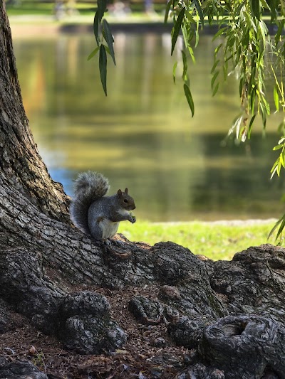 Public Garden photo 4