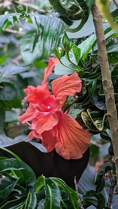 Garfield Park Conservatory photo 5