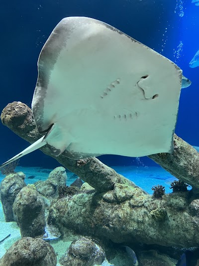 ABQ BioPark Aquarium photo 5