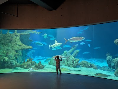 ABQ BioPark Aquarium photo 2