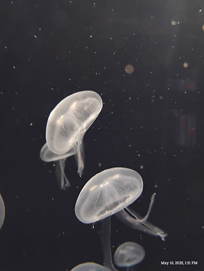 ABQ BioPark Aquarium photo 4